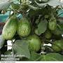 Aubergine 'Emerald Isle' (Grafted)