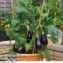 Aubergine 'Scorpio' (Grafted)