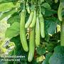 Aubergine 'Green Knight' F1