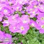 Aubretia gracilis 'Kitte Blue'