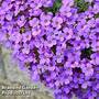 Aubretia cultorum 'Cascade Blue'
