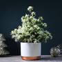 Spider Azalea Magisnow ?Winter Beauty? (House Plant) - Gift