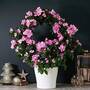 Azalea Hoop 'Pink' (House Plant) - Gift