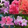 Nurseryman's Choice Evergreen Azaleas