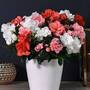 Azalea 'Quartet' - Gift