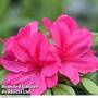 Azalea 'Dwarf Pink'