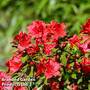 Azalea 'Knaphill Red'