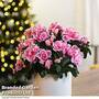 Azalea 'Pink & White Bicolour' - Gift