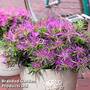 Azalea 'Starstyle Lilac'