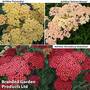 Achillea Collection