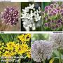 Allium Collection