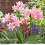 Amarcrinum memoria-corsii 'Howardii'