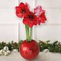 Amaryllis In Globe - Gift