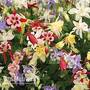 Aquilegia 'Mckana Hybrids'