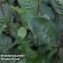 Aronia x prunifolia 'Aron'