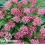 Asclepias incarnata 'Cinderella'
