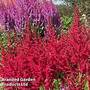 Astilbe chinensis 'Pearl' Collection