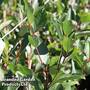 Aronia x prunifolia 'Autumn Magic'