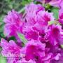 Azalea 'Dwarf Lilac'