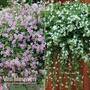 Bacopa 'Topia' Duo