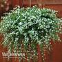 Bacopa 'Snowtopia'