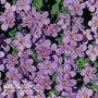 Bacopa 'Baristo® Blue'