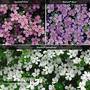 Bacopa 'Baristo® Collection'