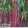 Bamboo 'Asian Wonder'