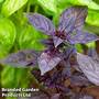 Basil 'Dark Opal'