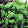 Basil 'Sweet Green' (Start-A-Garden™ Range)