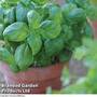 Basil Sweet Genovese