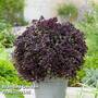 Basil 'Purple Ball'