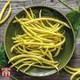 Dwarf Bean 'Sonesta'