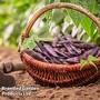 Runner Bean 'Black Knight'