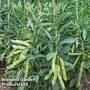 Bean Broad 'Luz de Otono'