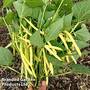 Dwarf Bean 'Dior'