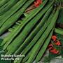 Runner Bean 'Scarlet Empire'