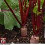Beetroot 'Alto' F1 Hybrid
