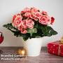 Begonia 'Borias Rosebud'