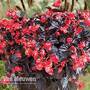 Begonia Viking™ XL 'Red on Chocolate'