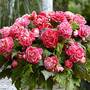 Begonia x tuberhybrida 'Camelia'