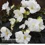 Begonia 'Nonstop Joy Mocca White'