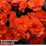 Begonia 'Sunpleasures® Choco Orange'
