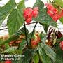 Begonia 'Comte De Lesseps'