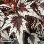Begonia 'Dark Eyes'