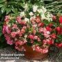 Begonia semperflorens 'Fairyland Mix'