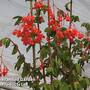 Begonia fuchsioides
