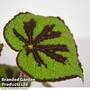 Begonia masoniana 'Rock'
