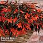 Begonia 'Bossa Nova Night Fever Papaya'