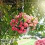 Begonia 'NonStop Joy Rose Picotee'
